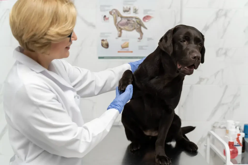 Curso de Urolitiasis Canina y Felina Diagnóstico, Dieta e Intervención 2