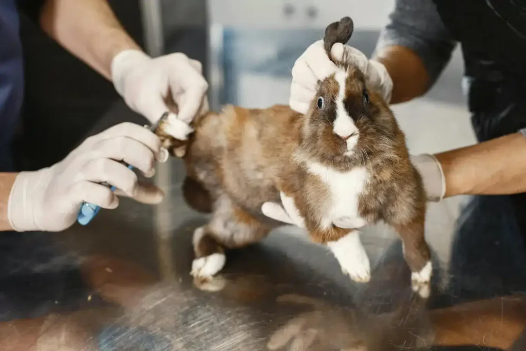 Diplomado en Dermatología Clínica y Otología en Pequeños Animales 3