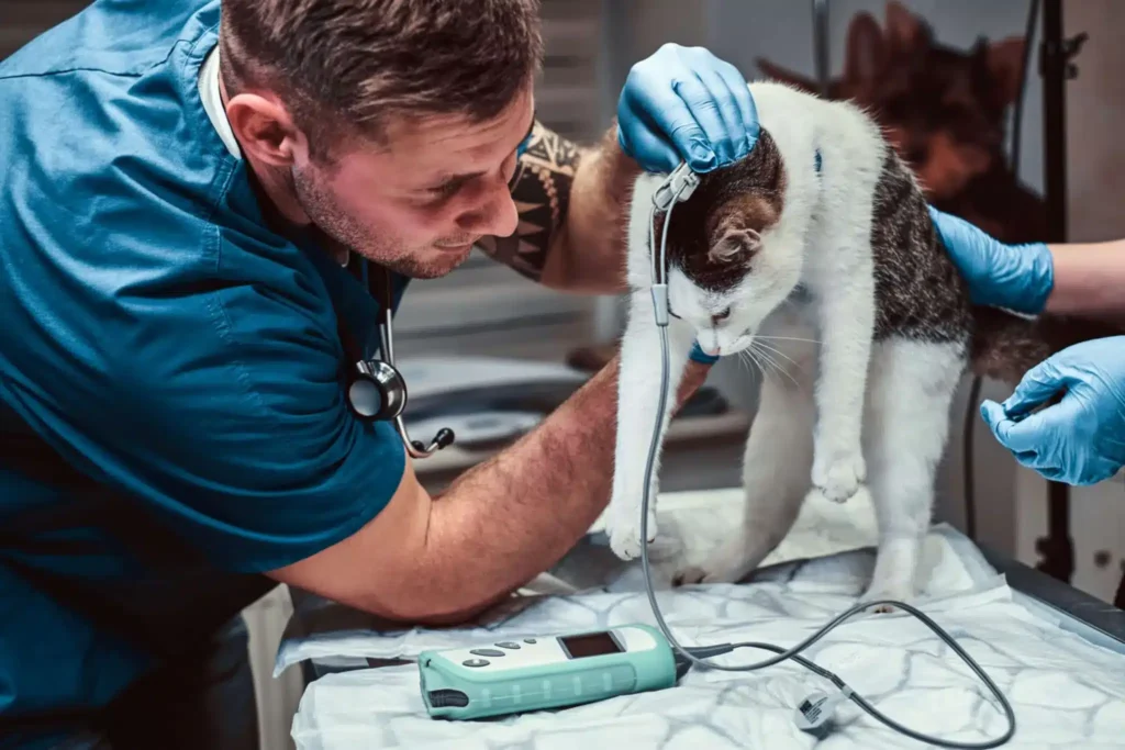 Diplomado en Operativa Quirúrgica y Anestésica en Pequeños Animales 3
