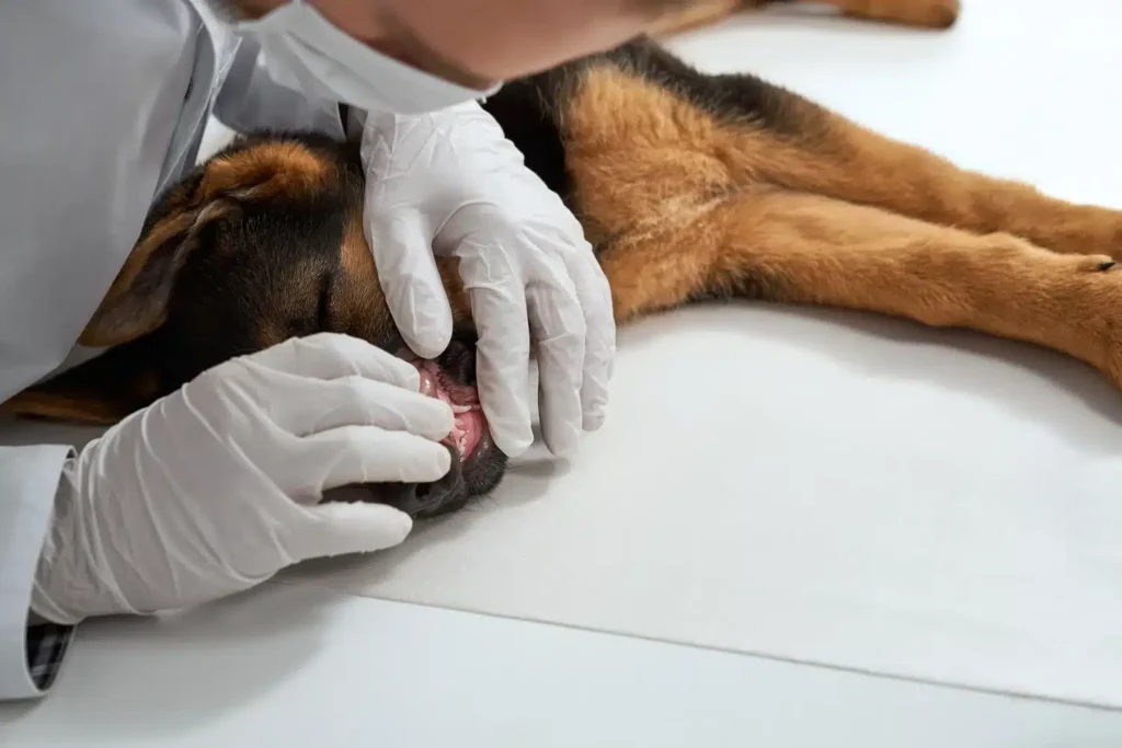 Maestría en Dermatología y Alergología Veterinaria 3