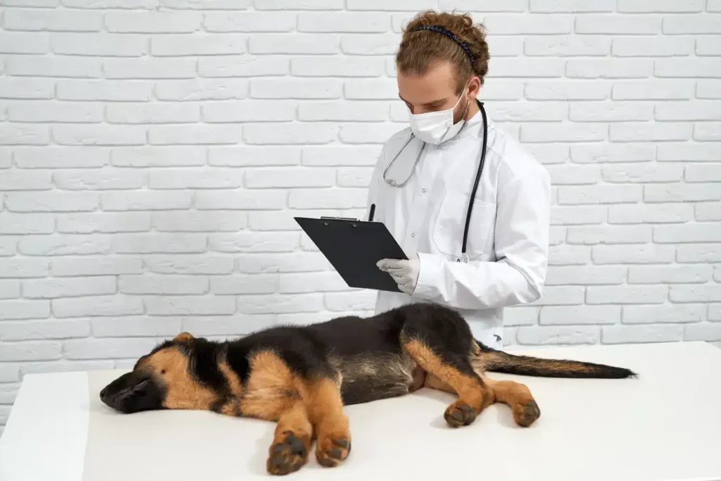 Maestría en Diagnóstico por Imagen en Pequeños Animales 2