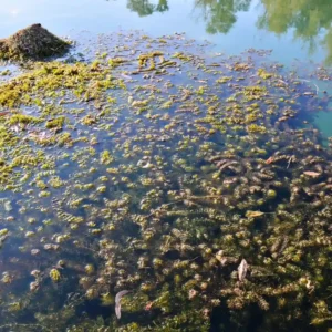 Curso de Monitoreo y Muestreo de Microplásticos en Ecosistemas Acuáticos