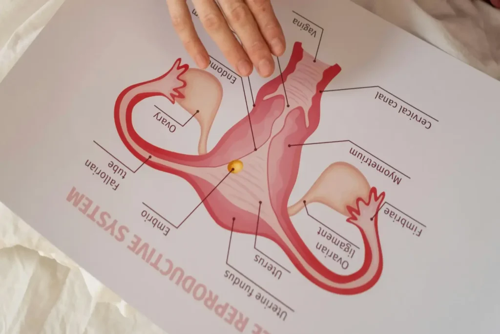 Curso-ciclo-Menstrual-y-Endocrinologia-Reproductiva-1