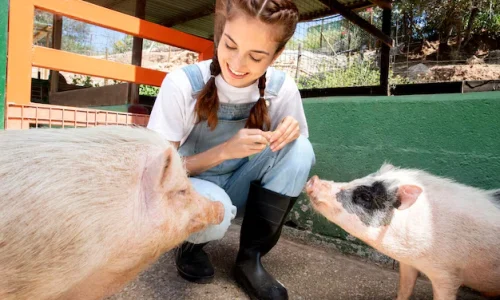 Curso en Derecho de los Animales