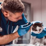 Male veterinarian examining cat ear infection with an otoscope in a vet clinic.